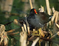 Common Moorhen