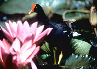 Common Moorhen