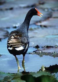 Common Moorhen