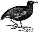 Moorhen