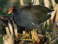 Common Moorhen