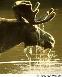 Moose