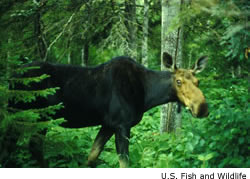 Moose
