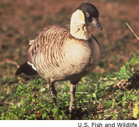 Nene Goose