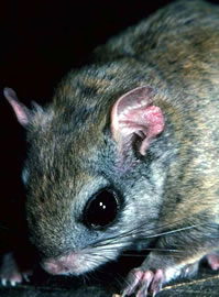 Northern Flying Squirrel