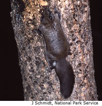Northern Flying Squirrel