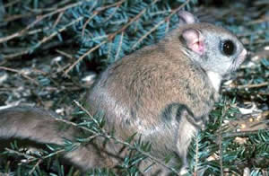 Northern Flying Squirrel