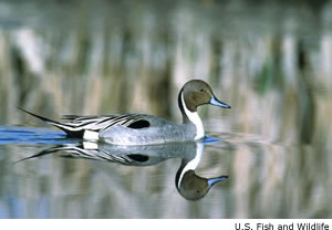 Northern Pintail