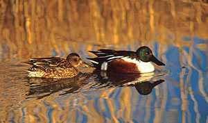 northernshoveler