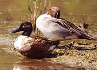 northernshoveler