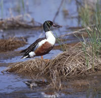 northernshoveler