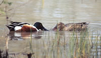 northernshoveler