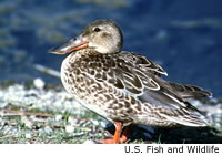 northernshoveler