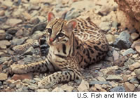 Ocelot