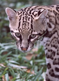 Ocelot