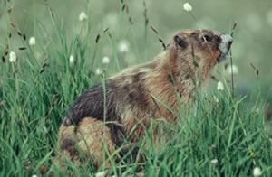 Olympic Marmot