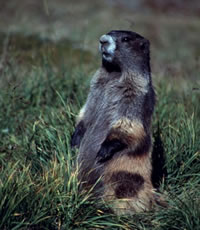Olympic Marmot