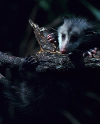 Opossum