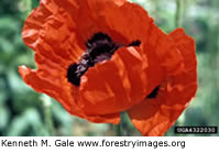 Oriental Poppy