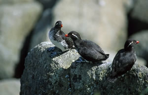 Parakeet Auklet