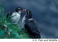 Parakeet Auklet