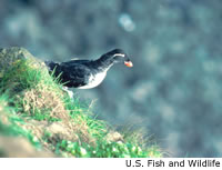 Parakeet Auklet