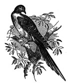 Passenger Pigeon