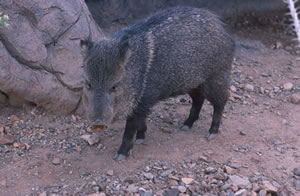Collared Peccary