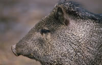 Collared Peccary
