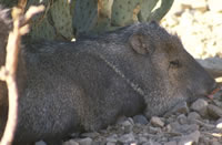 Collared Peccary