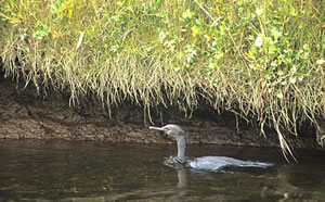 Pelagic Cormorant