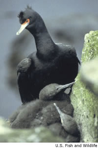 Pelagic Cormorant