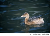 Pied-billed Grebe