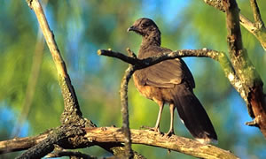 Plain Chachalaca