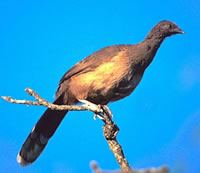 Plain Chachalaca