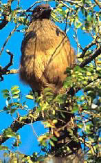 Plain Chachalaca