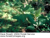 Balsam Poplar