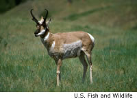 Pronghorn