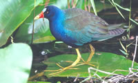 Purple Gallinule