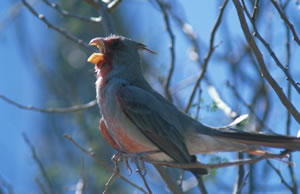Pyrrhuloxia