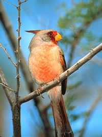 Pyrrhuloxia