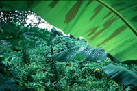Rainforest