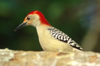 Red-bellied Woodpecker