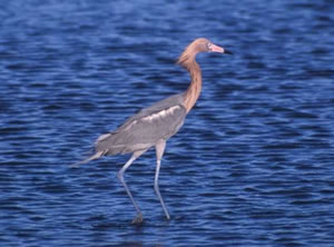 Reddish Egret