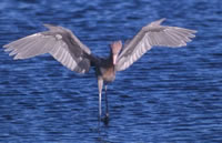 Reddish Egret