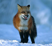 Red Fox
