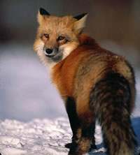 Red Fox
