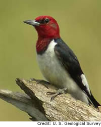 Red-headed Woodpecker