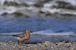 Red Knot