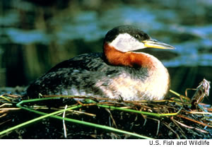 Red-necked Grebe